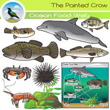 Ocean Food Web Worksheets Teaching Resources Tpt