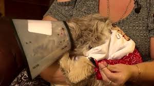 Read real reviews and see ratings for houston pet stores near you to help you pick the right pro pet store. Photo Dog S Alleged Infection After Petsmart Grooming Peta