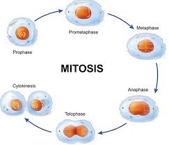 As a result of mitosis two daughter cells which are identical to each other and identical to the mother cell are formed. Test Mitosis 10 Questions Mcq Test