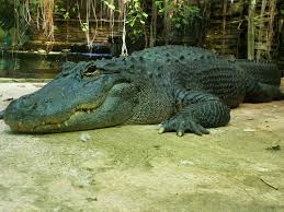 Zoo De Beauval Crocodile 06 Zoo De Beauval Beauval Zoo