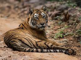 October 13, 2011 · photograph by tambako the jaguar · · play this puzzle. Online Jigsaw Puzzle Tiger