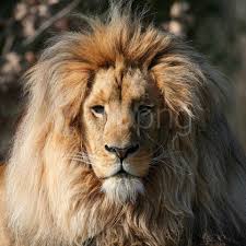 We did not find results for: Beautiful Lion Wallpaper Background Best Stock Photos Toppng