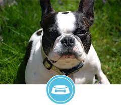 New and used items, cars, real estate, jobs, services, vacation rentals and more virtually anywhere in canada. Chicago French Bulldog Rescue
