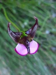 Image result for Disperis reichenbachiana