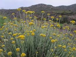 Image result for Pseudognaphalium oligandrum