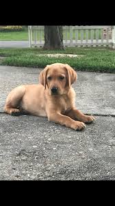 Hunnington farms has been breeding quality akc golden retrievers for over 30 years, producing champions as well as great family pets. Delta Duck Kennels Home Facebook