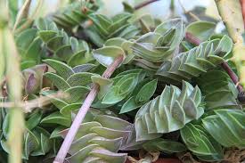 Image result for Callisia