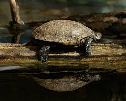 Zolw Blotny Jest Bardzo Rzadkim Elementem Fauny Puszczy Bohringer Friedrich Praca Wlasna Die Europaische Sumpf Europaische Sumpfschildkrote Schildkrote Tiere