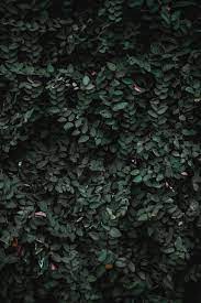 Maybe you would like to learn more about one of these? Dark Green Aesthetic Wallpapers Wallpaper Cave