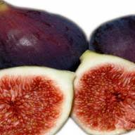 Check spelling or type a new query. Fig Tree Black Mission Variety