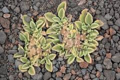 Image result for Aizoon schellenbergii