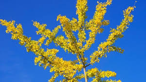 Ginkgo Warum Er Der Perfekte Gartenbaum Ist In 2020 Gartenbaume Ginkgo Garten