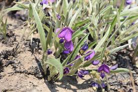 Image result for Droogmansia