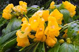Image result for Impatiens oreocallis