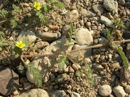 Image result for Zygophyllaceae