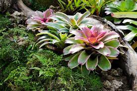 May 10, 2020 · large bromeliad species, such as aechmea conifera, can grow up to 10 feet tall and wide. Bromeliads
