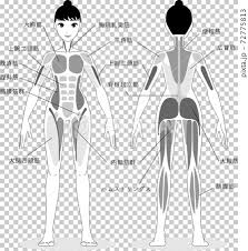 The back muscles are skeletal muscles. Illustration Of Female Muscles From The Front Stock Illustration 72775813 Pixta
