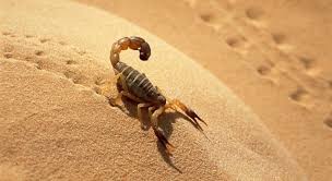 Pixie dust, magic mirrors, and genies are all considered forms of cheating and will disqualify your score on this test! Where Do Scorpions Live Trivia Questions Quizzclub