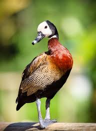 Black And White Domestic Duck Species White Faced Whistling Duck Clickasnap Duck Species Pet Birds Duck Photography