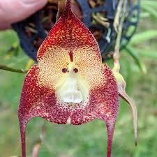 Dracula simia selected - Großräschener ...