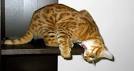 Bengal Cat - Characteristics & Behaviour: What to Consider ...