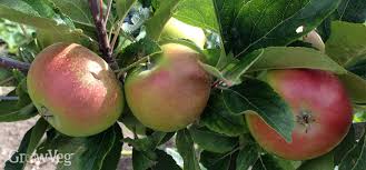 Here, our best tips for storing apples: How To Harvest Store And Process Apples