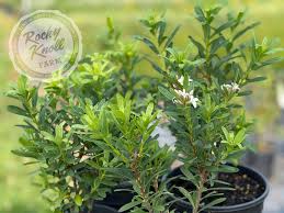 Image result for Synandrodaphne