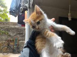 Eksi Duyuru Kadikoy De Oksuz Yavru Kedi