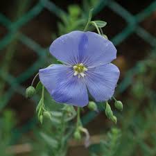 Image result for Linum