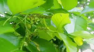 Image result for Millettia drastica