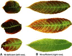 At various times, the problem has also been considered a. Nickel Deficiency In Cannabis How To Grow Marijuana Holi Moli Seeds