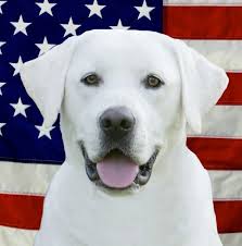 We make it convenient affordable and easy for your pet to stay up to date on their shots! White Lab Puppies Top Dawgs Home