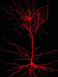 Image result for neuron