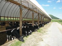 Naturally Manage Barn Temperature With Barn Curtain Farmtek Blog In 2020 Curtains Barn Temperatures