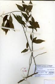 Image result for Tapura fischeri