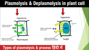 Turgid is when there is a lot of water in the cell, sort of making a hydrostatic skeleton because plants don't have bones to keep them stiff, flaccid is when the water has left the cells and the plant goes all droopy. Plasmolysis And Deplasmolysis In Plant Cell Types Of Plasmolysis Lectures In Hindi Youtube