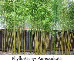 Black Bamboo Plants For Sale Ireland 11 Bamboo Seeds Phyllostachys Aureosulcata Bamboo Garden Bamboo Garden Fences Bamboo Plants