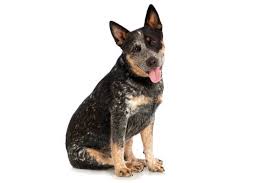 Blue heeler mix for sale through lancaster puppies. Australian Cattle Dog Cost Puppy Adult With Calculator Petbudget