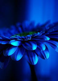 The rainforests of the sea under the clear blue sea, there are beautiful underwater cities that are rich in life. 800 Blu Ideas Feeling Blue Shades Of Blue Love Blue