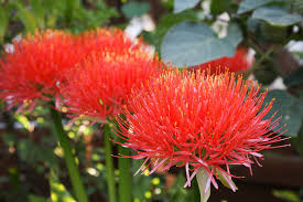 Image result for Scadoxus multiflorus