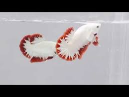 The red dragon inn, zum roten drachen, 2007. Ikan Cupang Berkualitas Jenis Red Dragon Snow Thailand Youtube