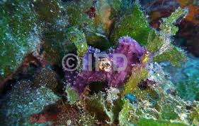 Image result for Dicoma arenaria