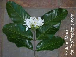 Image result for Landolphia robustior