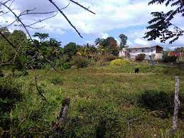 Check spelling or type a new query. Residential Lot For Sale Land Part Of Waltham Mandeville 4 500 000 Keez
