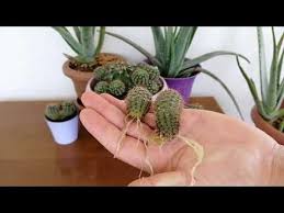 Suda Kaktus Koklendirme Deneyi Growing Cactus In Water Youtube Kaktus Bitki Orkideler