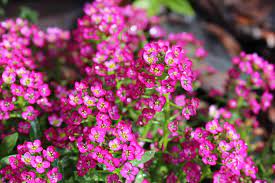 The location of spring flower beds can change annually or they can remain in a designated place for a long time. 10 Easy Annual Flowers To Start From Seeds