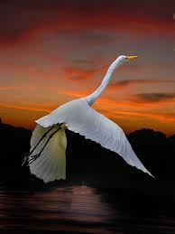 Birds That Don T Fly 94 Sunset Flight002 Birds Beautiful Birds Animals Beautiful