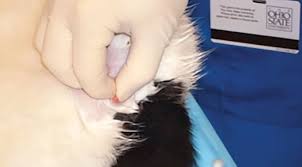Because it's mucus, it can look like a stretchy blob of. Urethral Obstruction In Male Cats Today S Veterinary Nurse