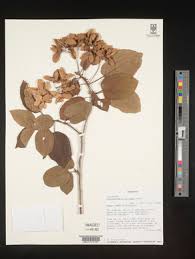 Image result for Carpodiptera africana