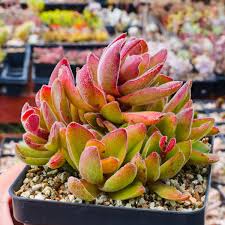 Image result for Crassula rhodesica